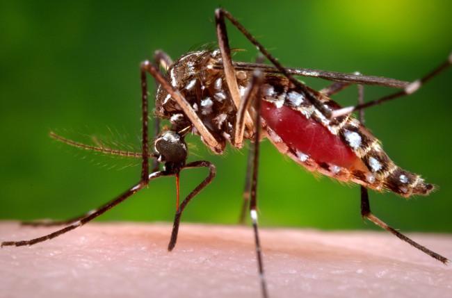 Ovillanta, la trampa hecha de llantas para acabar con el mosquito del zika