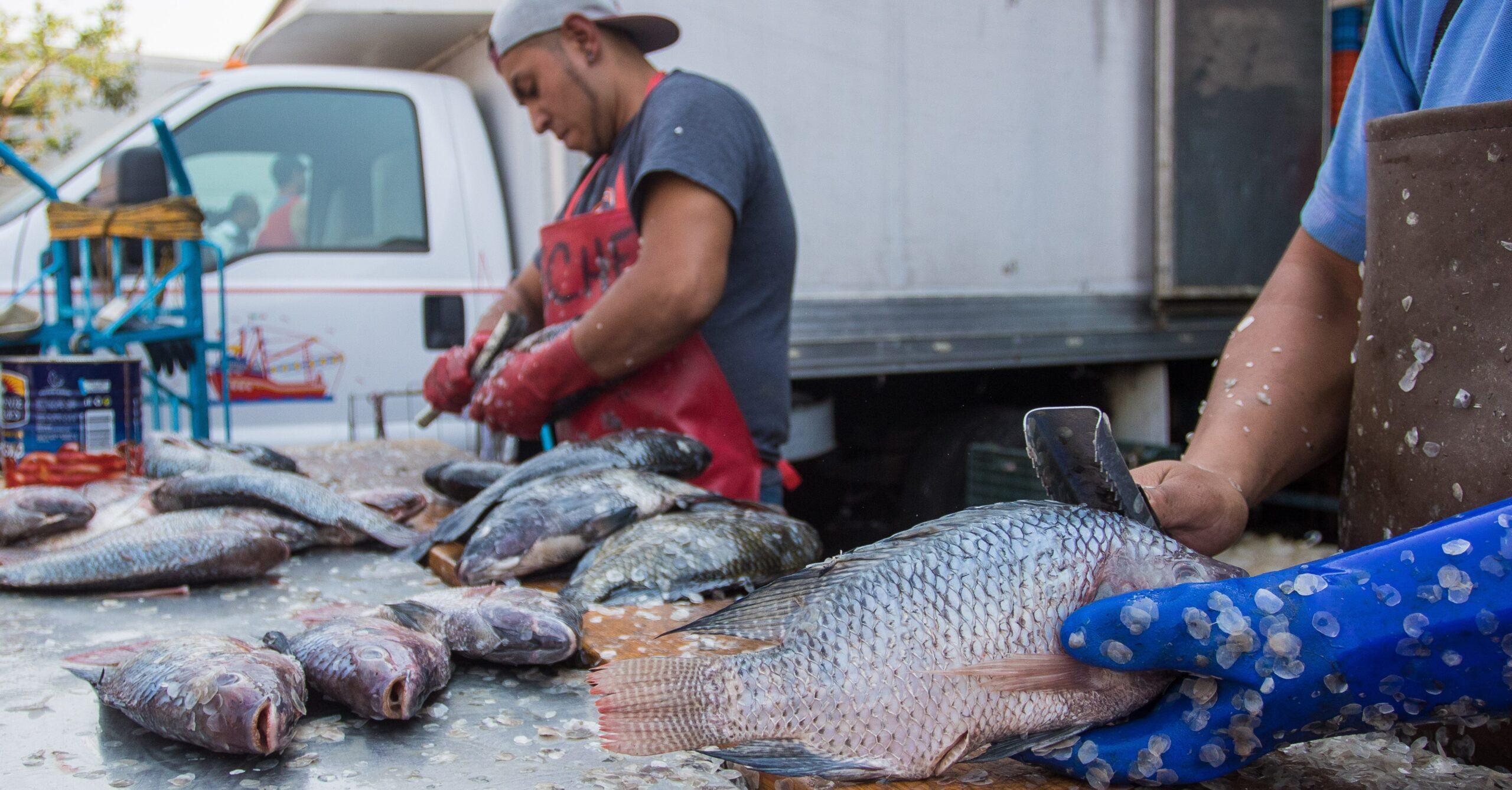 Estas especies de pescado contienen altos niveles de mercurio y dañan tu salud