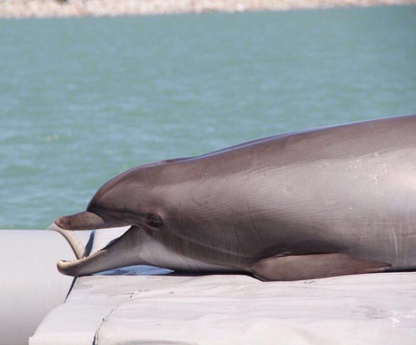 Andrea, Fathom, Katrina y Splash, los delfines que ayudarán al rescate de la vaquita marina