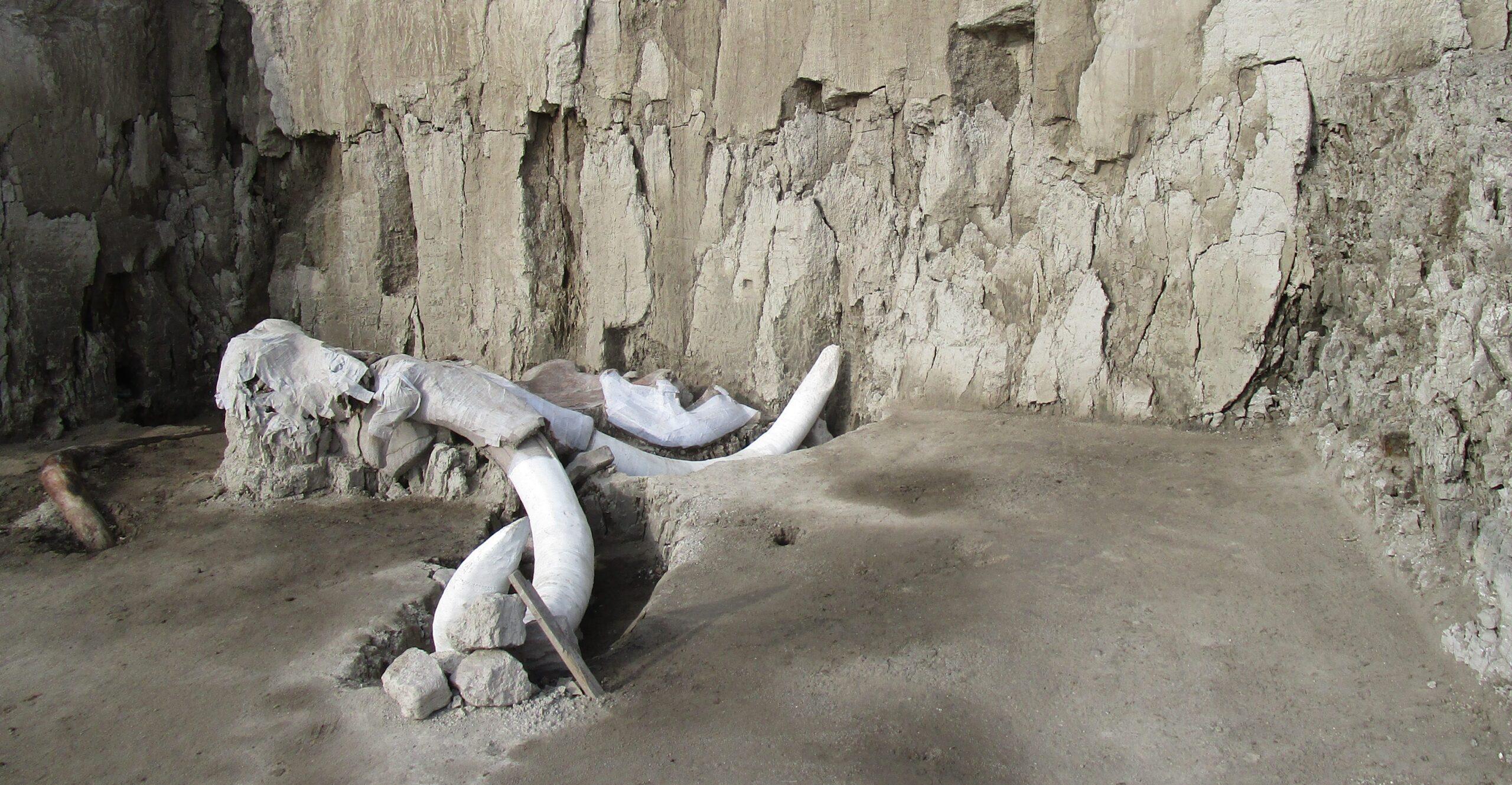 El mayor hallazgo de restos de mamuts en México está a 10 km de aeropuerto en Santa Lucía