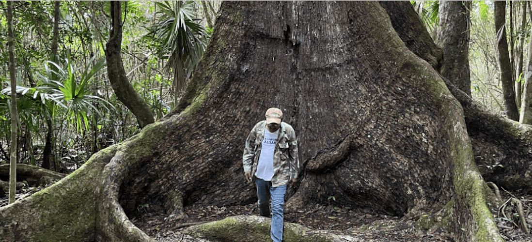 Noh Bec, el hogar de las caobas centenarias, busca un futuro más allá de su árbol emblema
