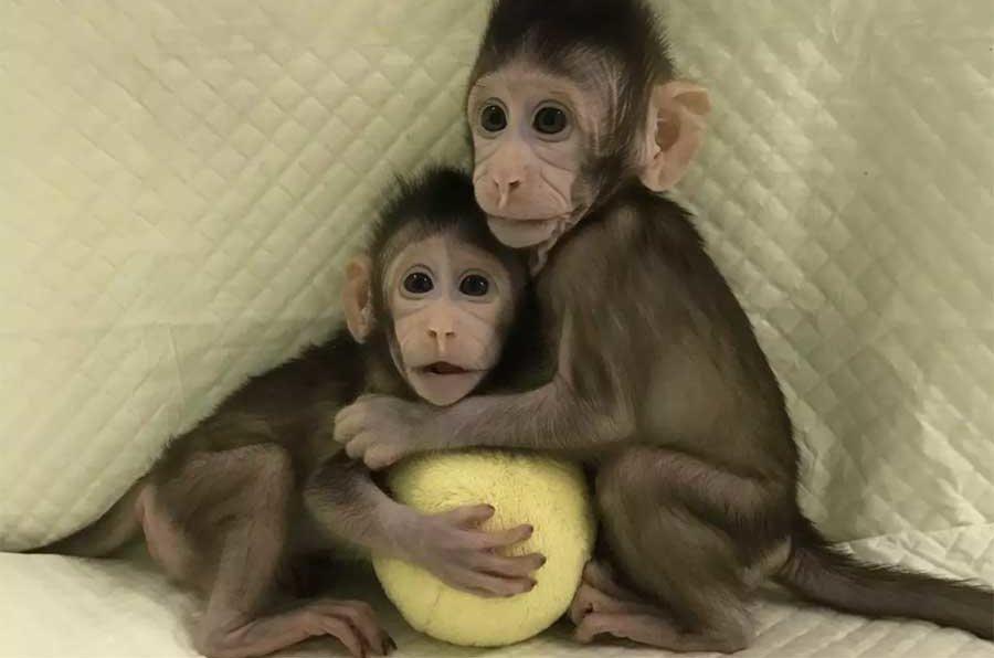 Hua Hua y Zhong Zhong, los primeros monos clonados con la técnica de Dolly