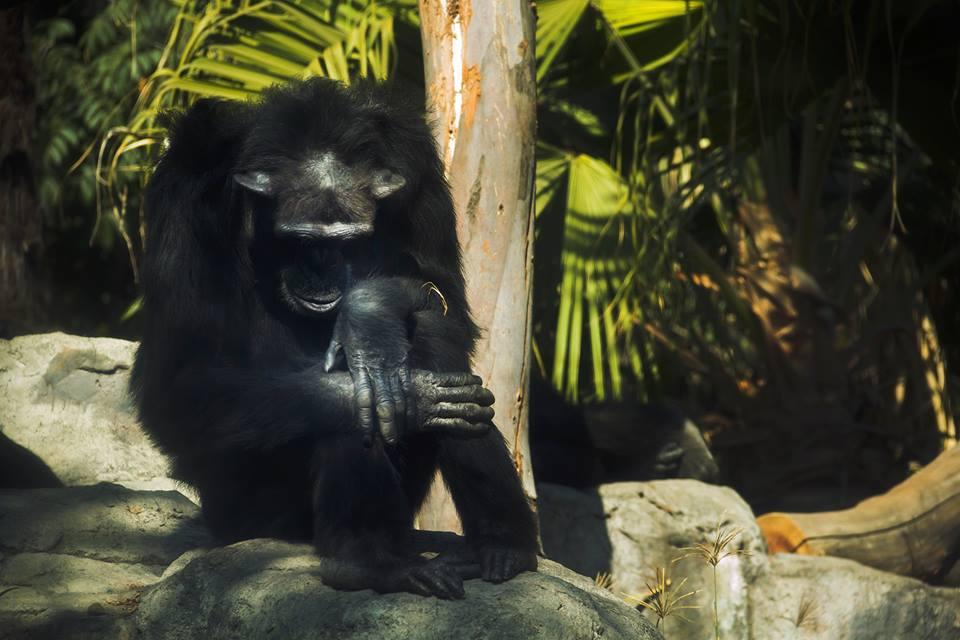 Muere Tamba, chimpancé de 44 años, en el zoológico de Aragón en la CDMX