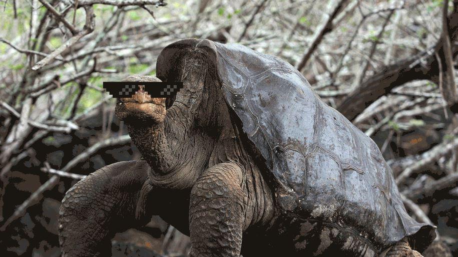 Las hazañas sexuales de esta tortuga salvaron a su especie