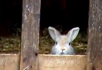 “Champis” el conejo <i>pastor</i>