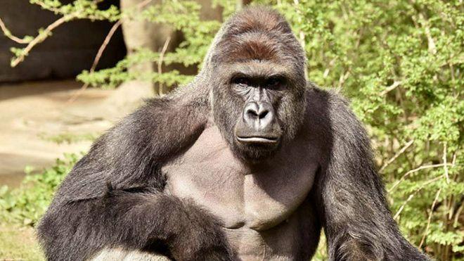 La policía investigará la muerte del gorila del zoológico de Cincinnati