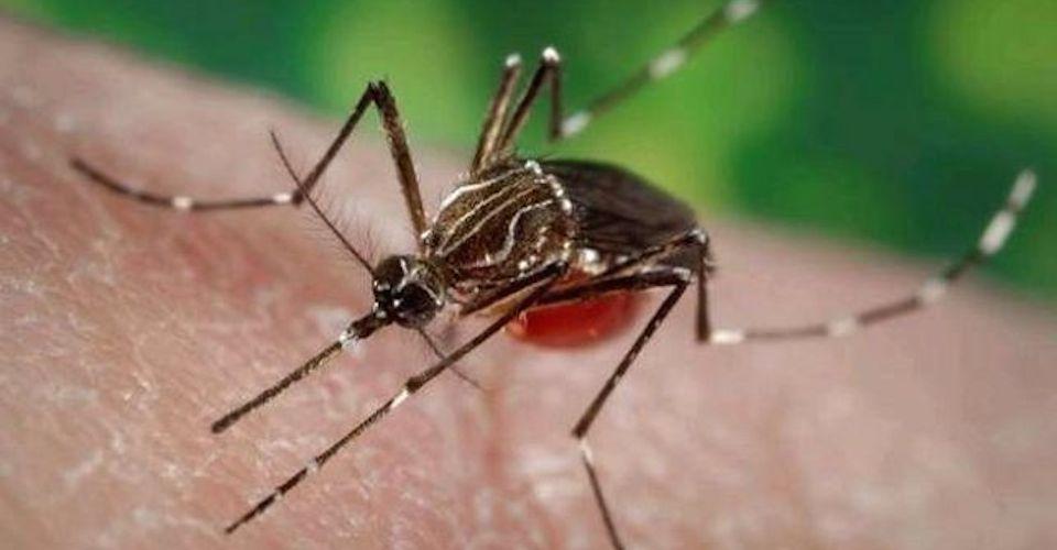 Emergencia climática agrava expansión del dengue: en un año aumentaron 262% los casos