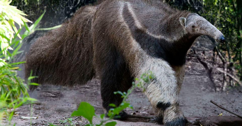 Los secretos de la fauna silvestre: las mejores cámaras trampa del 2020