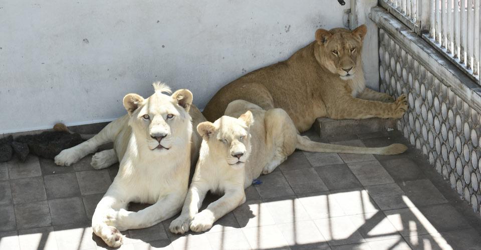 Autoridades ambientales aseguran a tres leones que vivían en una azotea de CDMX
