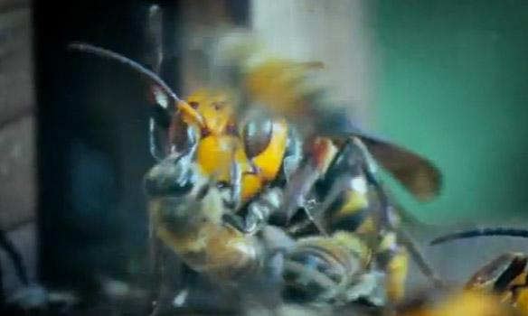 30 avispas gigantes matan a 30 mil abejas en pocos minutos