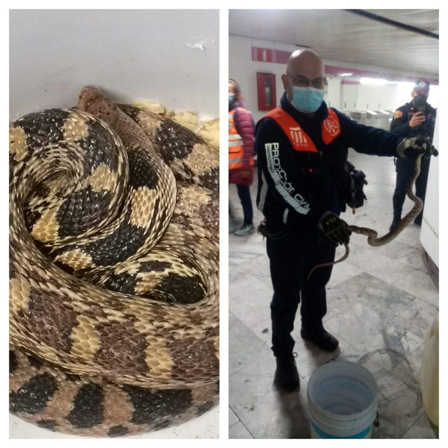 Un bolillo para el susto: una serpiente es hallada en la estación Boulevard Puerto Aéreo en CDMX
