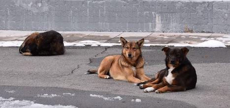 Sobrevivientes de la tragedia, la historia de los perros abandonados de Chernobyl