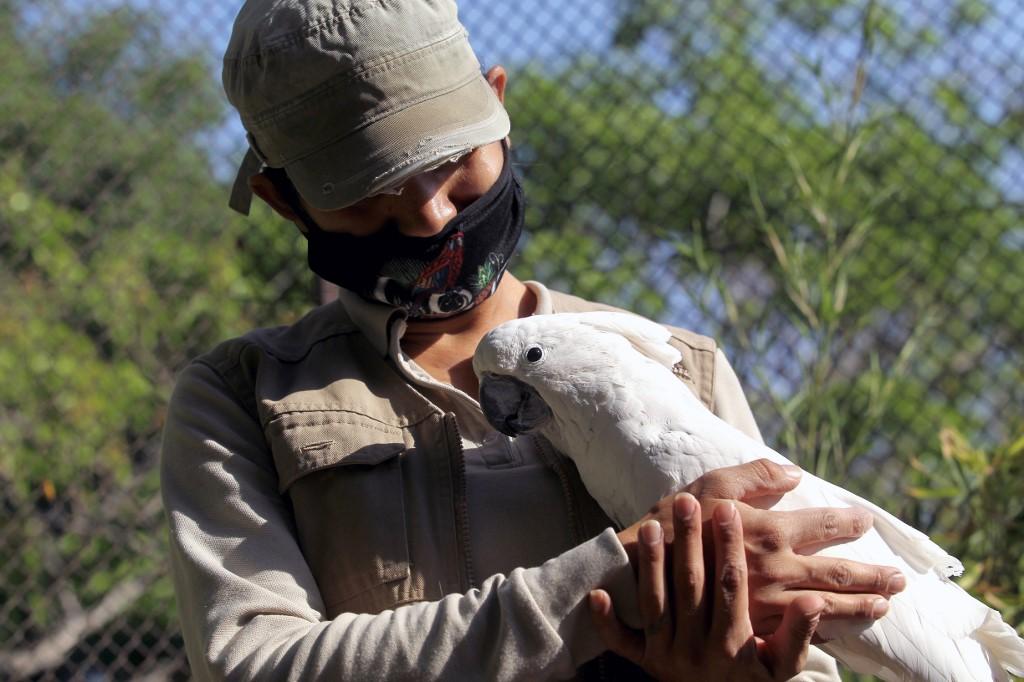 Tigres, venados y hasta un manatí bebé: Zoo de Culiacán acoge animales abandonados a causa del COVID