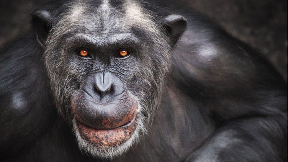 Ponte a prueba: ¿cuánto sabes sobre la evolución?