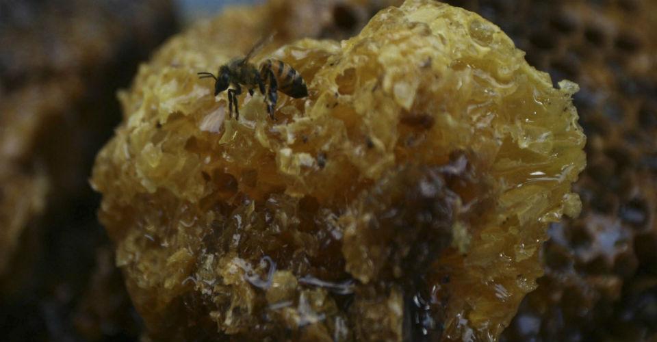 Mejora salud de colonias de abejas en Estados Unidos