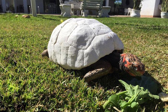 Freddy, la tortuga sin caparazón que se salvó gracias a las impresoras 3D
