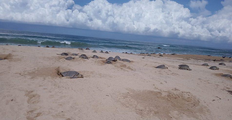 Cientos de tortugas golfinas llegan a playas de Michoacán para desovar