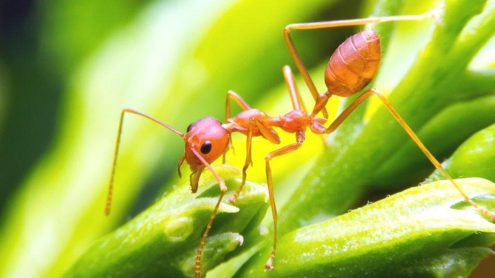 Cómo las hormigas demuestran que ser ocioso es mejor para algunos trabajos