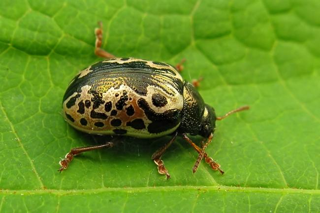 Ciertas especies de escarabajos prescinden del macho para procrear