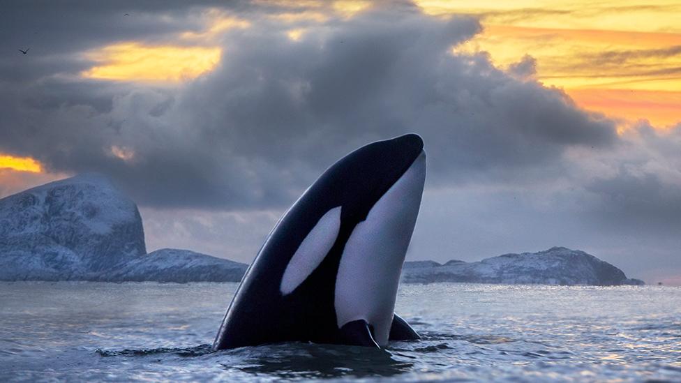 Qué está matando a las orcas y las tiene al borde de desaparecer en varios mares de mundo