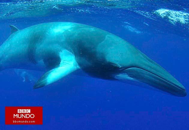 Corea del Sur provoca al decir que quiere volver a cazar ballenas
