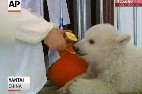 China festeja a primer oso concebido por inseminación artificial