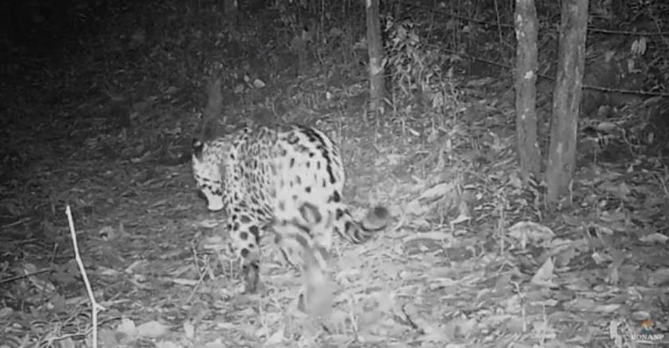 El reto de conservar uno de los últimos refugios del jaguar en la costa de Jalisco