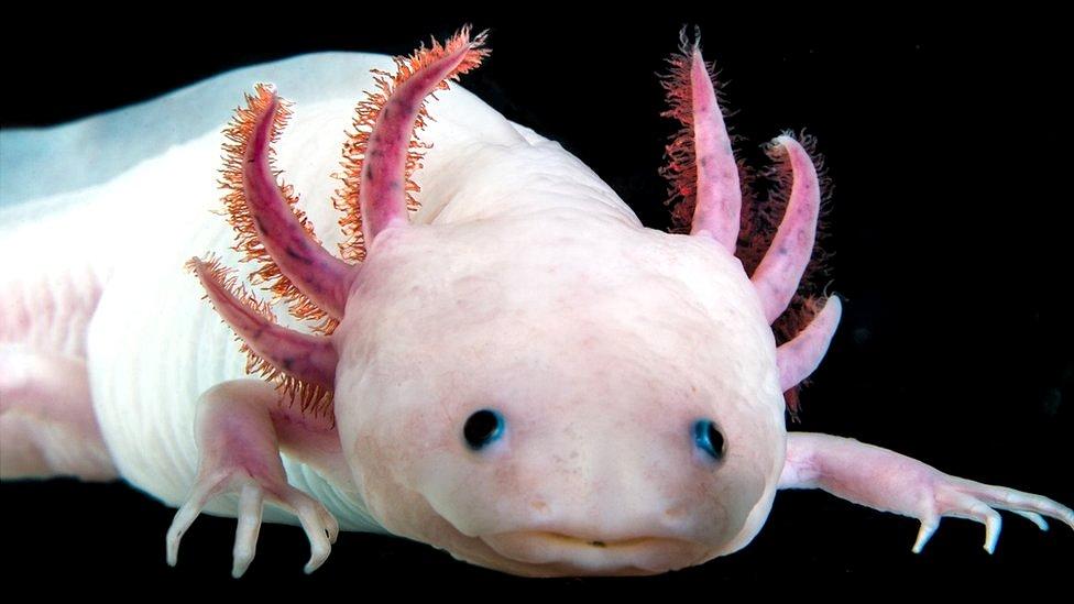 Los secretos del ajolote, el único animal que regenera extremidades y órganos dañados