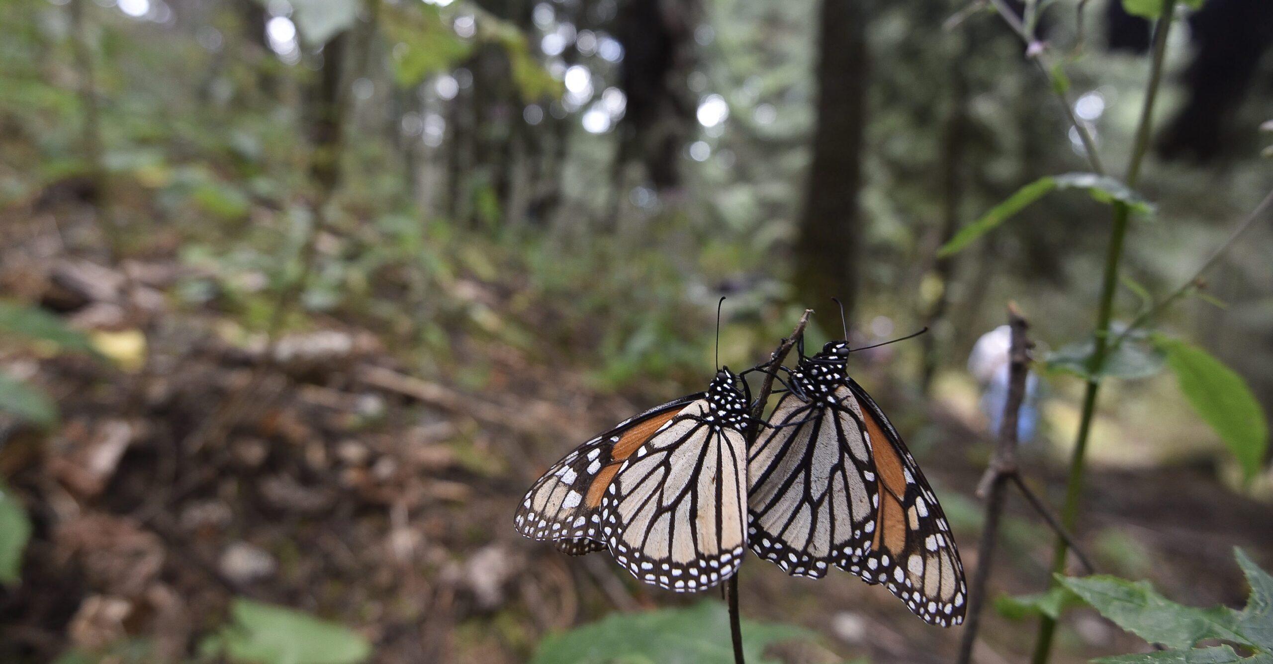 Legalización de la tala en el Nevado de Toluca coincide con la reducción de la mariposa monarca