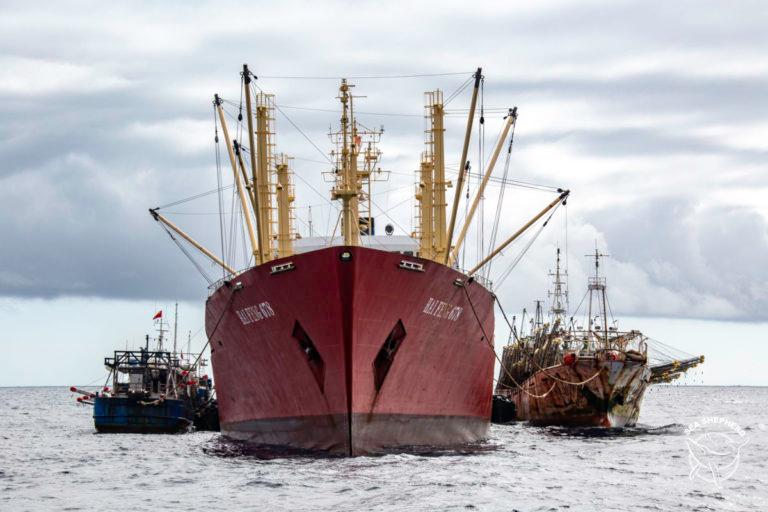 Flotas chinas se aproximan a Galápagos: organizaciones exigen a Ecuador mayor firmeza