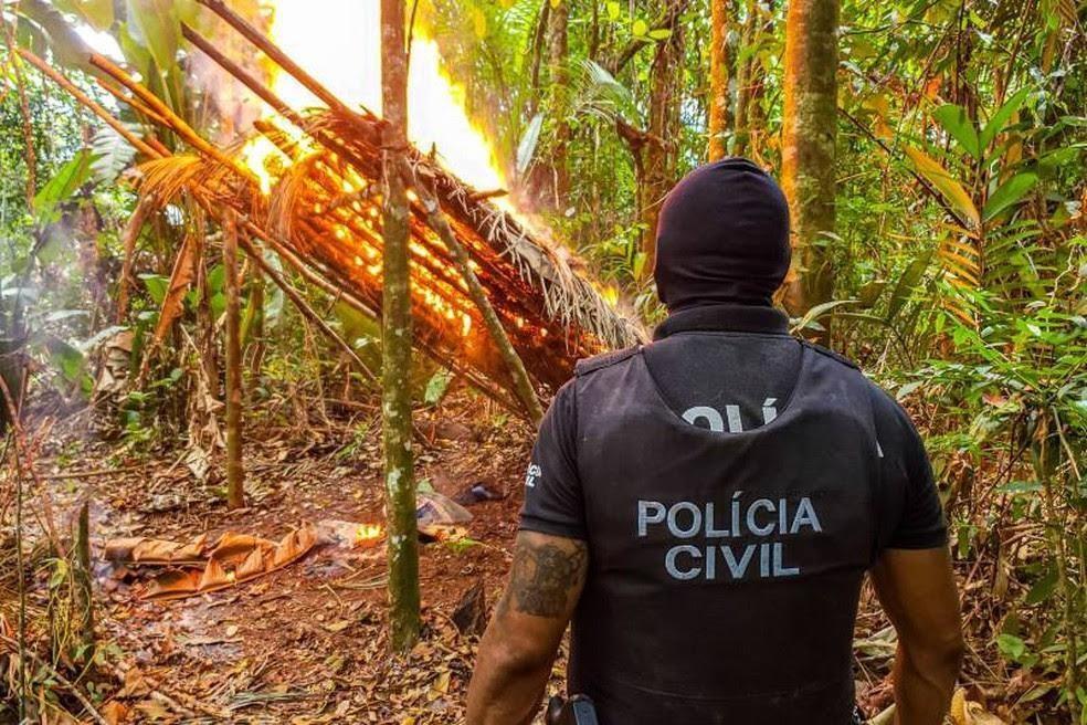 La estrecha relación entre la cocaína y la madera ilegal en la Amazonia