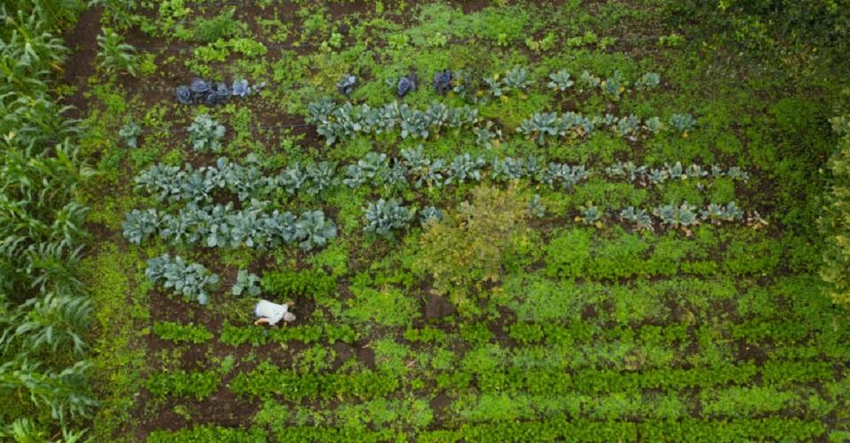 ¿Qué estamos haciendo en Latinoamérica para restaurar los ecosistemas?