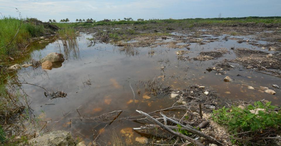 México pierde por daño ambiental más de 11 billones de pesos; invierte sólo uno en protección