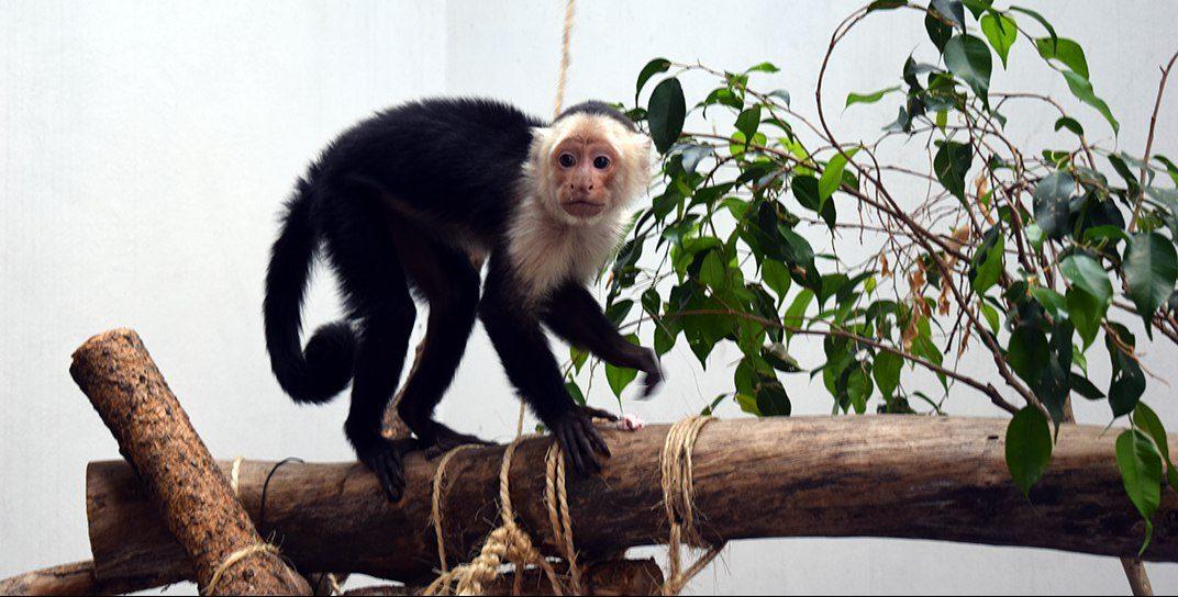 Mono capuchino se recupera de las lesiones y del exceso de azúcar que le provocó comer pan y frutas