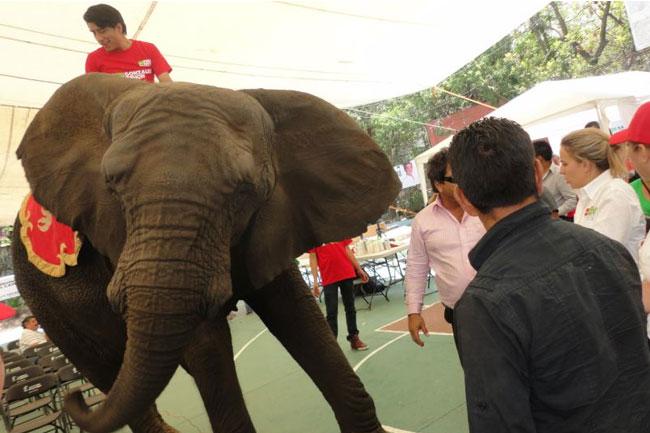 Candidato del Partido Verde utiliza elefante en inicio de campaña
