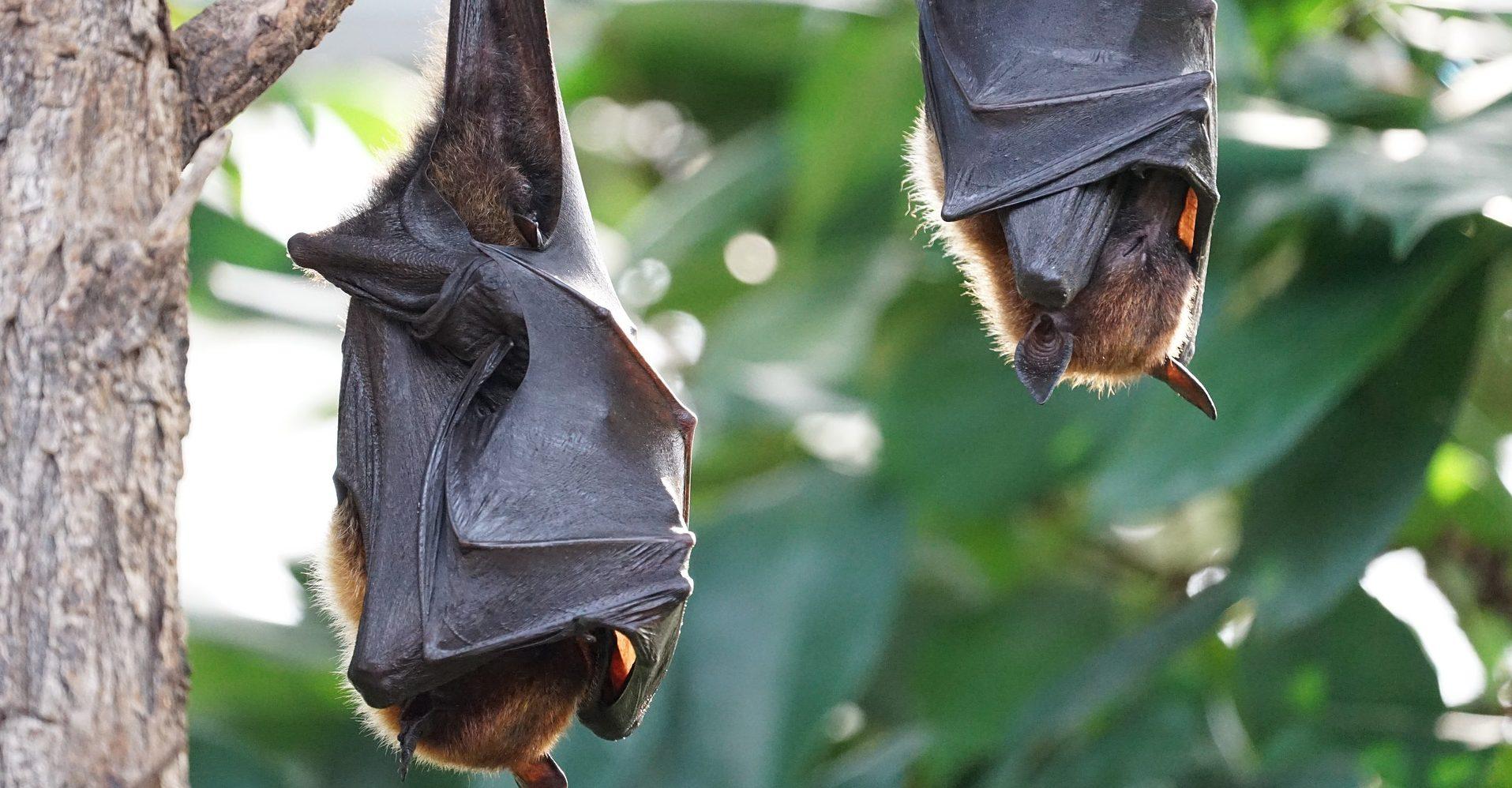 En defensa de los murciélagos: resistentes a los virus, pero no a los humanos y menos en época de COVID-19