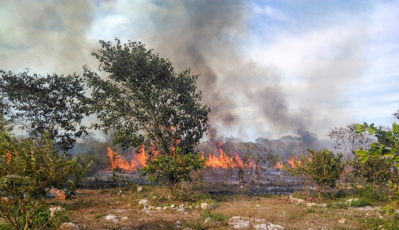 Incendios que siembran la deforestación en la Península de Yucatán