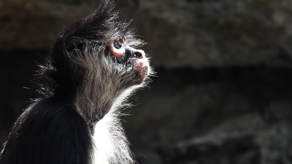 OMS denuncia ataques contra monos en Brasil por temor a la viruela