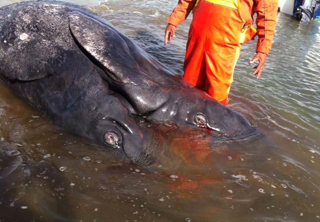 Nace ballena con 2 cabezas en BCS (fotos)