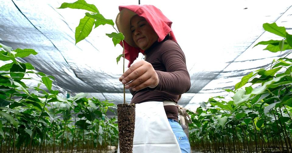 Programa Sembrando Vida solo consiguió 13.9% de las plantas que necesitaba en 2019