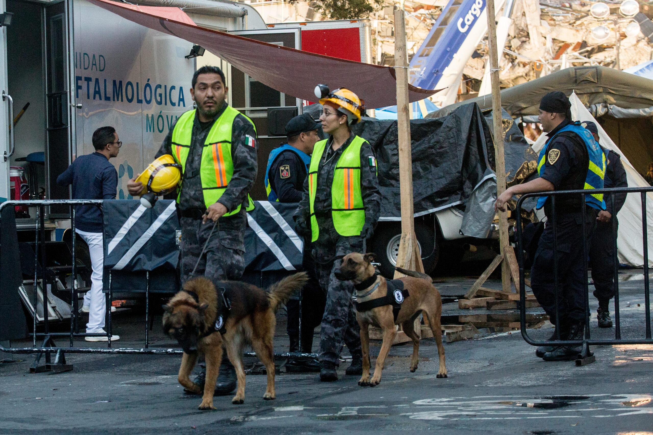 Los héroes del 19S ya tienen 300 herederos; preparan en Centro Canino a perros rescatistas
