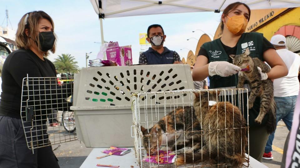 Gobierno CDMX busca eliminar la venta de animales en el Mercado de Sonora