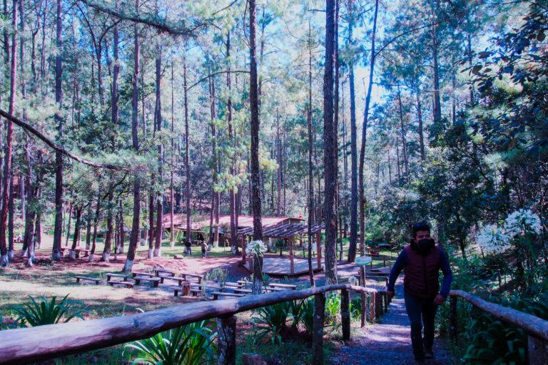 “El bosque es el corazón de Ixtlán”: la historia de la comunidad que aprovecha y cuida sus bosques