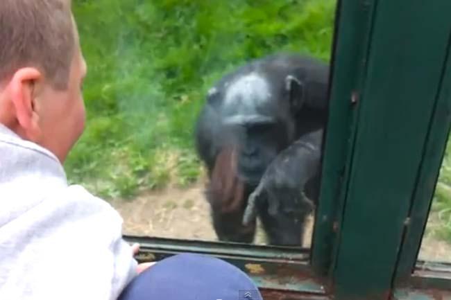 Un chimpancé <i>pide</i> que le abran la reja