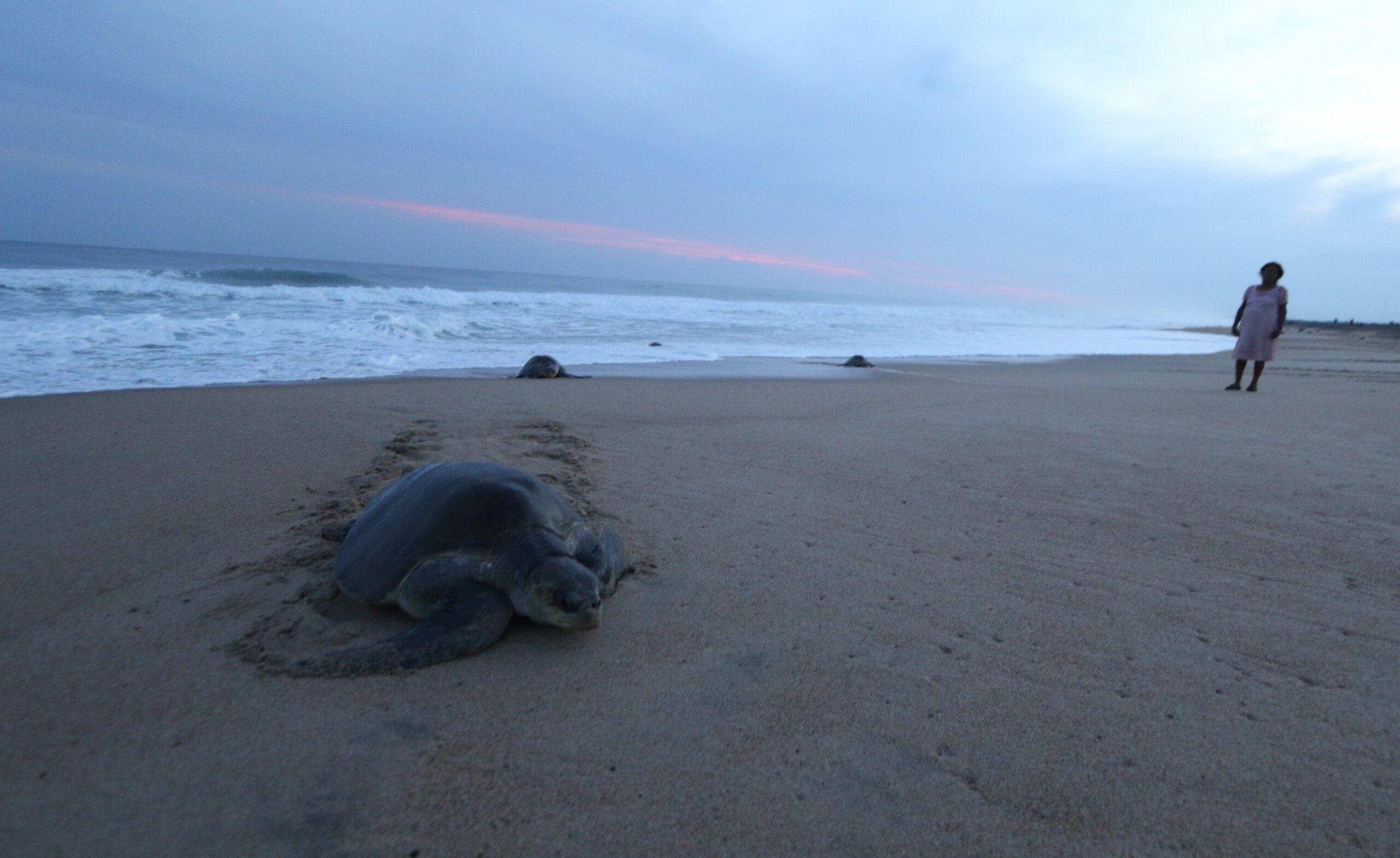 122 tortugas mueren en playas de Chiapas; tenían golpes y huellas de anzuelos y redes