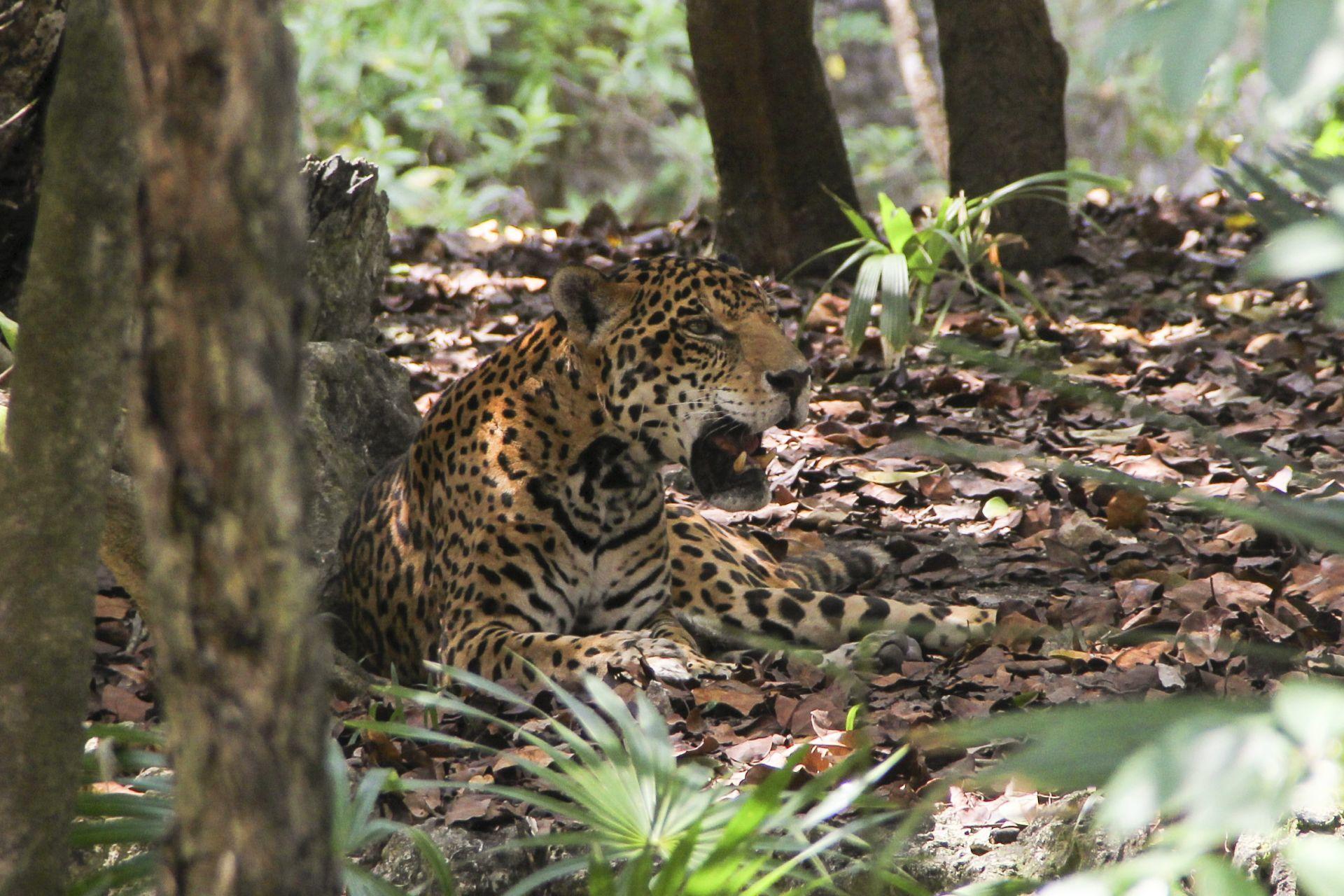 Hasta 7 jaguares mueren atropellados cada año en Calakmul; obras y deforestación amenazan a esta especie