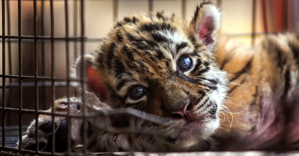 Tras contagio en tigre de NY, Semarnat pide a zoológicos y unidades animales reforzar medidas contra COVID-19