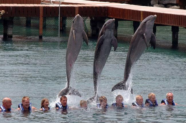 Plantean prohibir el uso de mamíferos marinos en espectáculos