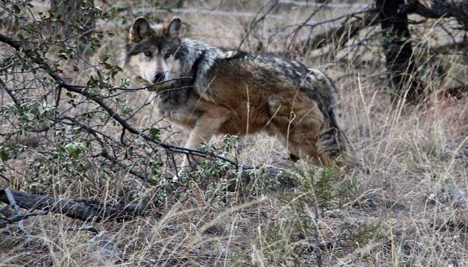Liberan a familia de cinco lobos mexicanos; ya suman 37 ejemplares en vida silvestre