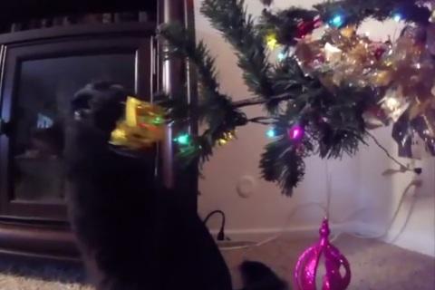 Árboles de navidad y gatos, ¿qué más se puede pedir?